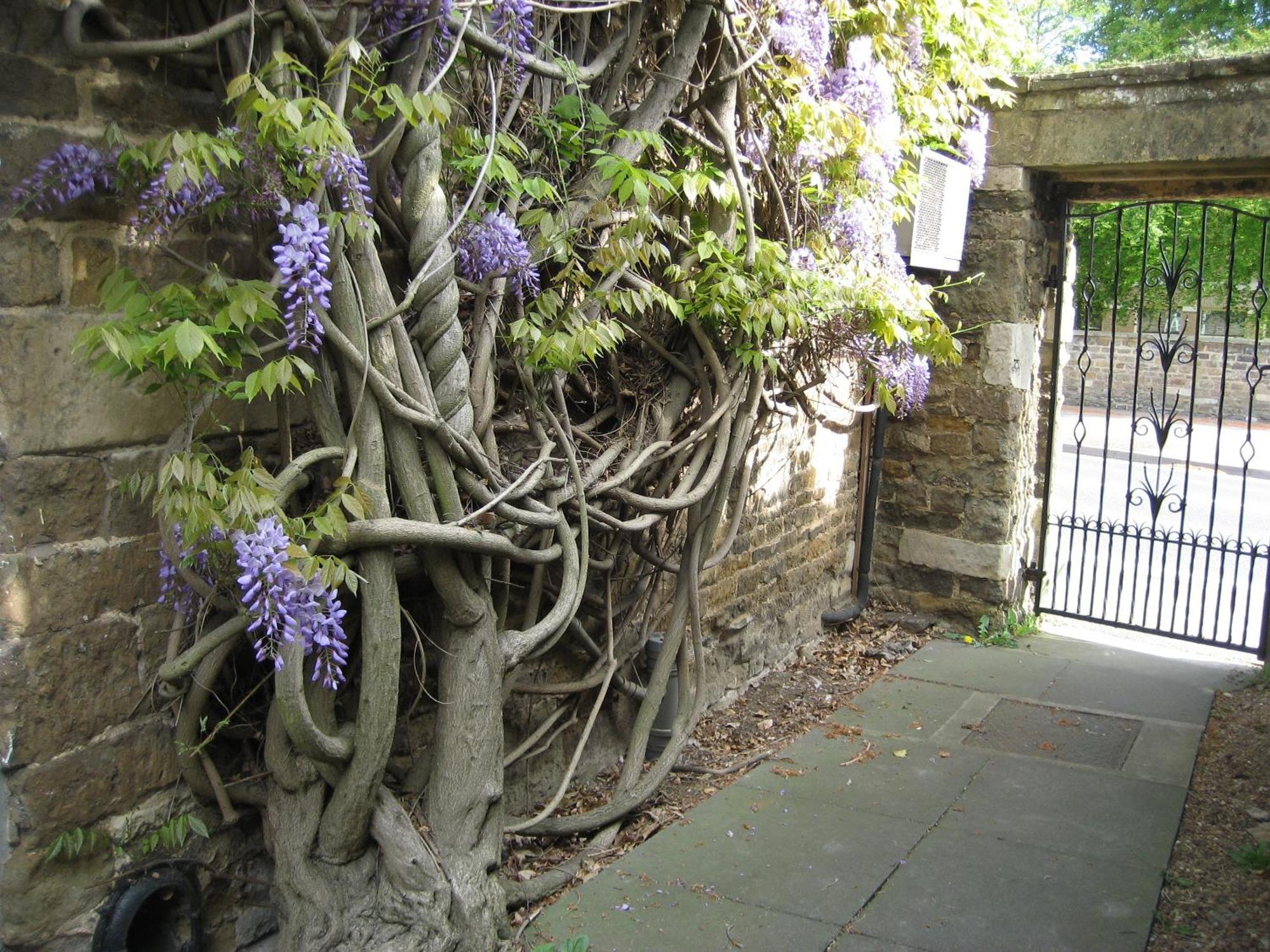 Wisteria Hotel Oakham Esterno foto